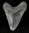 Bargain Juvenile Megalodon Tooth - Florida #21169-1